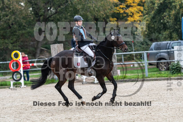 Goldene Schärpe 2020 - Pferde