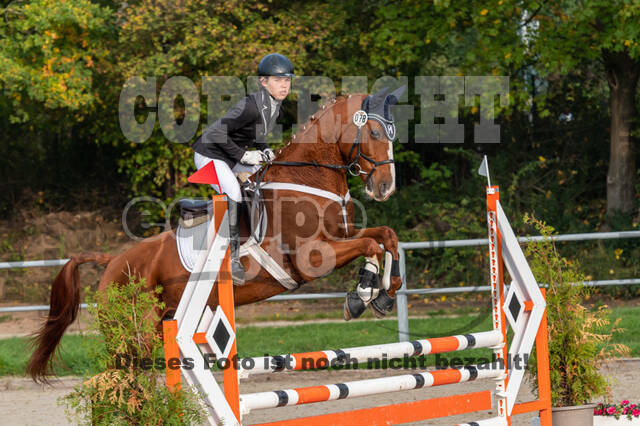 Goldene Schärpe 2020 - Pferde