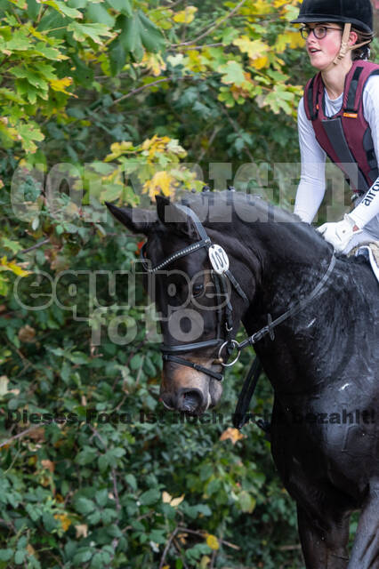 Goldene Schärpe 2020 - Pferde