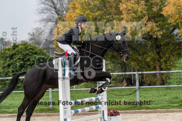 Goldene Schärpe 2020 - Pferde