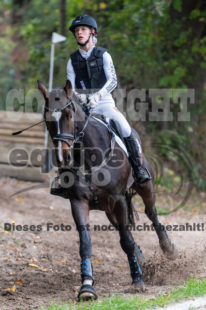 Goldene Schärpe 2020 - Pferde