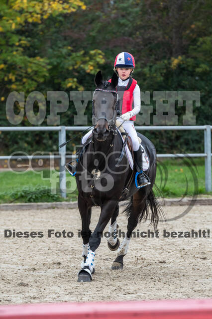 Goldene Schärpe 2020 - Pferde