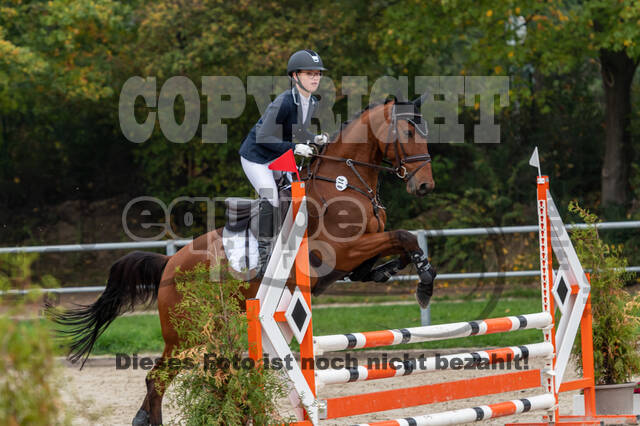 Goldene Schärpe 2020 - Pferde