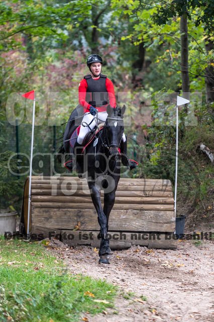 Goldene Schärpe 2020 - Pferde