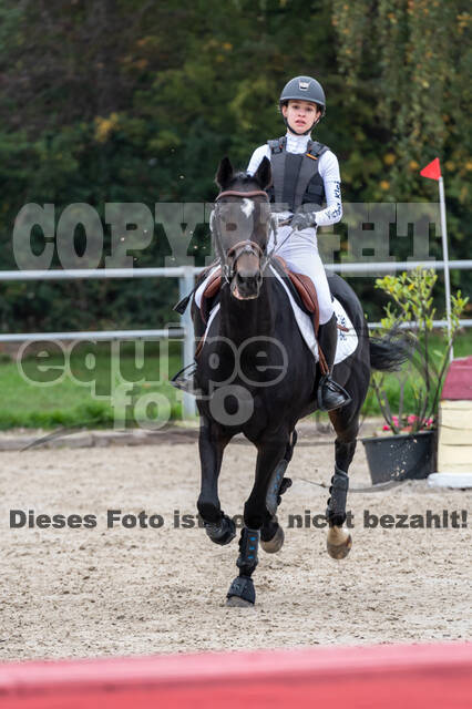 Goldene Schärpe 2020 - Pferde