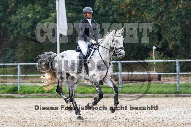 Goldene Schärpe 2020 - Pferde