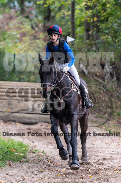 Goldene Schärpe 2020 - Pferde