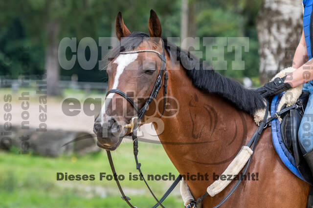 Hunter Geländetraining 10.07.2021 (Sonsbeck)