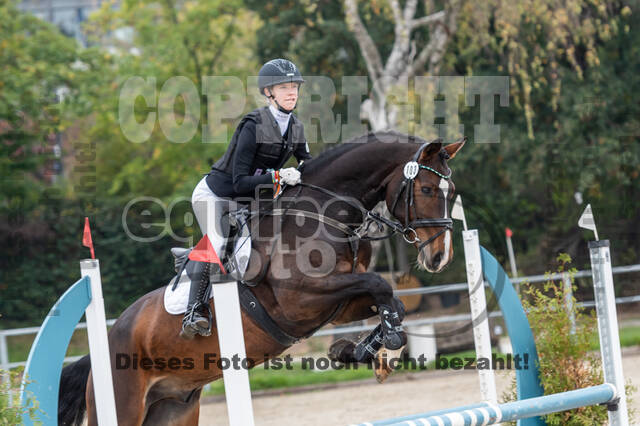 Goldene Schärpe 2020 - Pferde