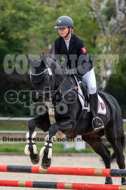 Goldene Schärpe 2020 - Pferde