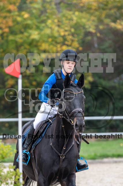 Goldene Schärpe 2020 - Pferde