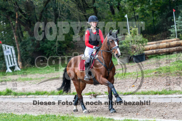 Goldene Schärpe 2020 - Pferde