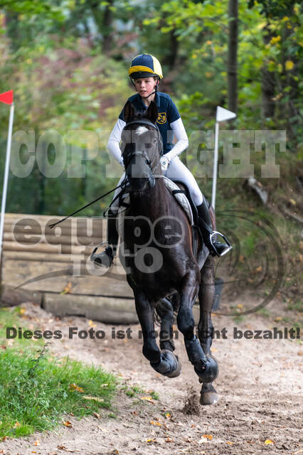 Goldene Schärpe 2020 - Pferde