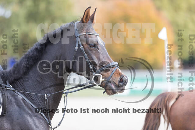 IGV Lehrgang der Sieger der Cups mit Frank Ostholt