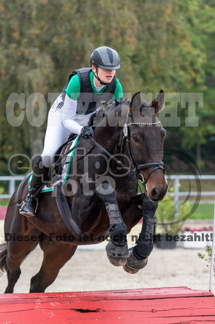 Goldene Schärpe 2020 - Pferde