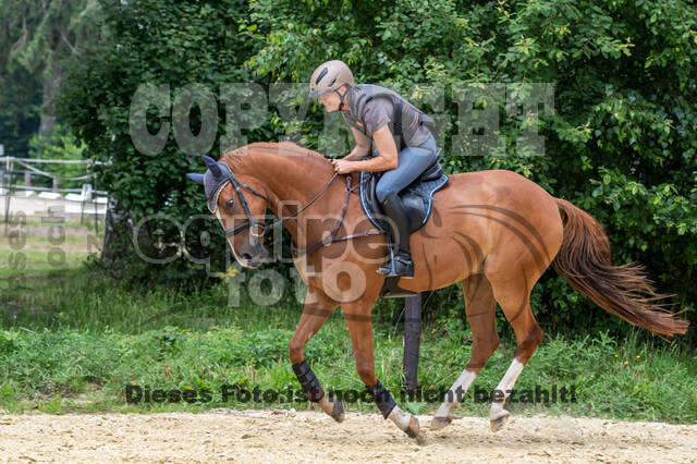 Hunter Geländetraining 10.07.2021 (Sonsbeck)