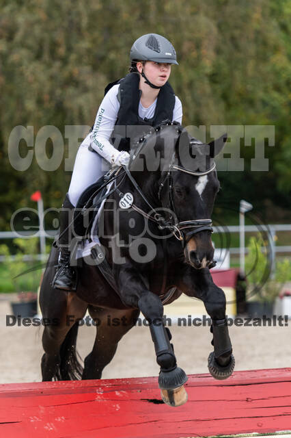 Goldene Schärpe 2020 - Pferde