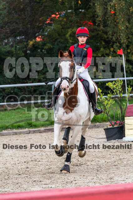 Goldene Schärpe 2020 - Pferde