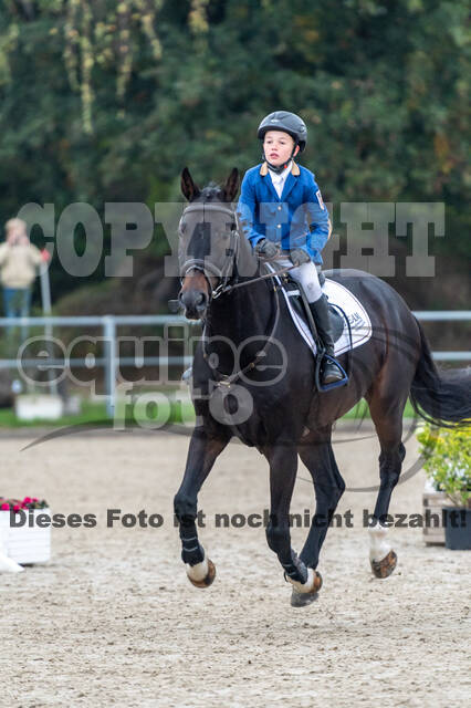 Goldene Schärpe 2020 - Pferde