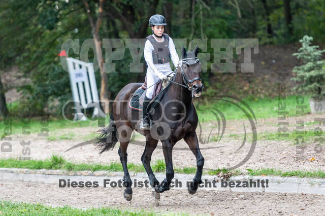 Goldene Schärpe 2020 - Pferde