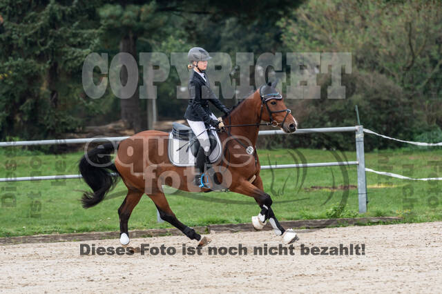 Goldene Schärpe 2020 - Pferde