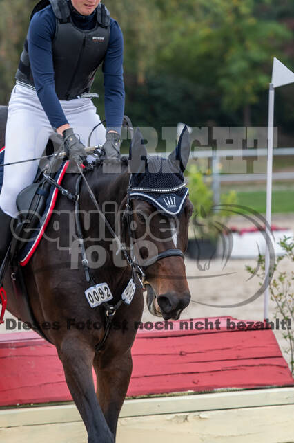 Goldene Schärpe 2020 - Pferde