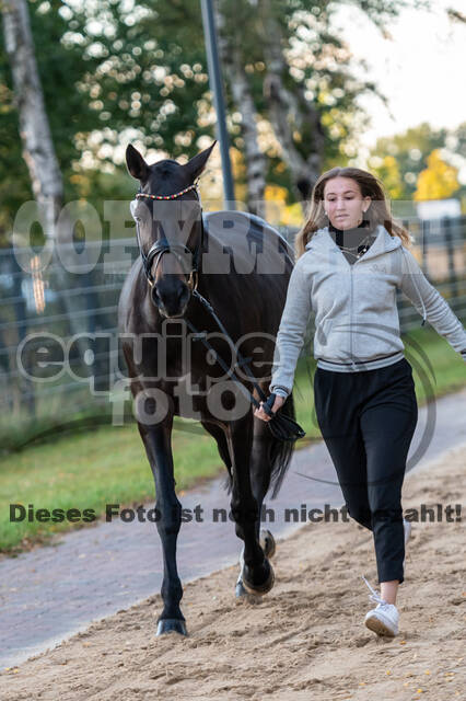 Deutsche Meisterschaft Vielseitigkeit (Luhmühlen)