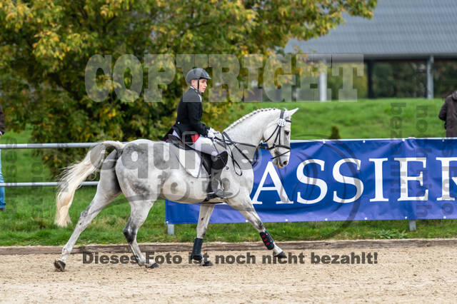 Goldene Schärpe 2020 - Pferde