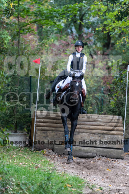 Goldene Schärpe 2020 - Pferde