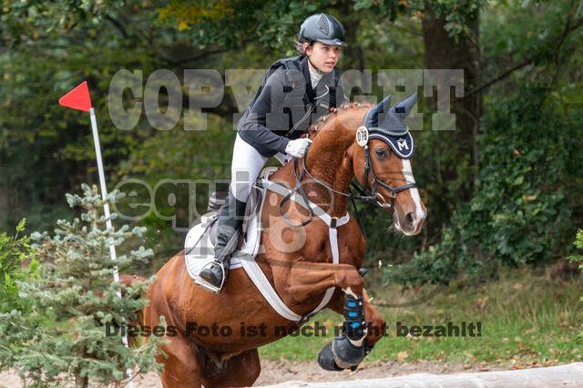 Goldene Schärpe 2020 - Pferde