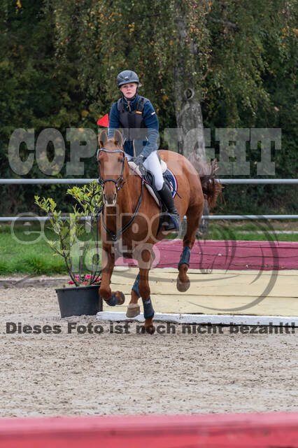 Goldene Schärpe 2020 - Pferde