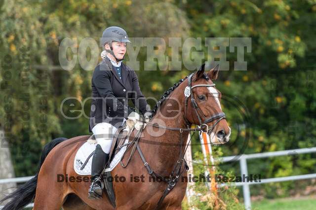 Goldene Schärpe 2020 - Pferde