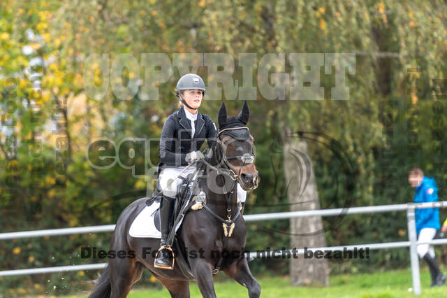 Goldene Schärpe 2020 - Pferde