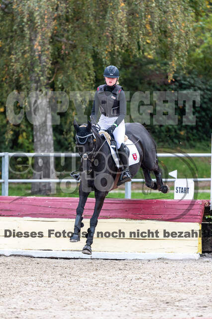 Goldene Schärpe 2020 - Pferde