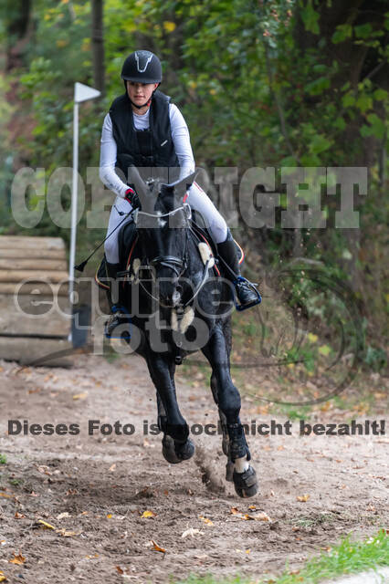 Goldene Schärpe 2020 - Pferde