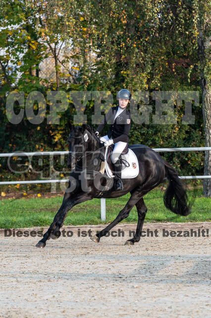 Goldene Schärpe 2020 - Pferde