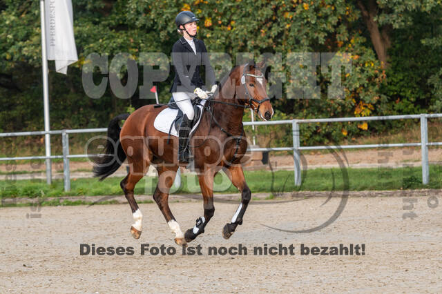 Goldene Schärpe 2020 - Pferde