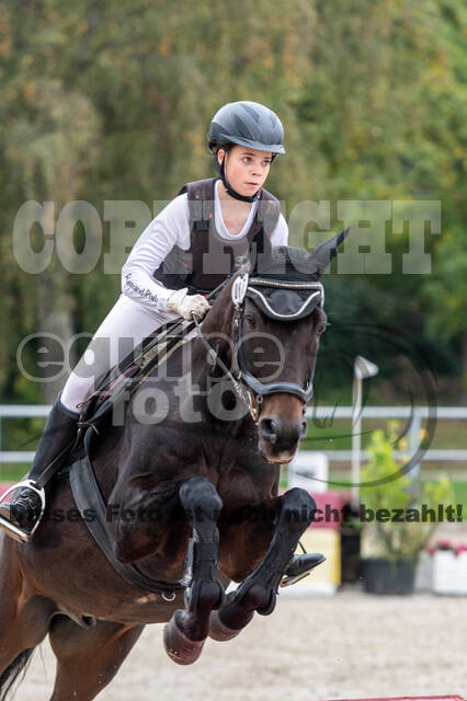 Goldene Schärpe 2020 - Pferde