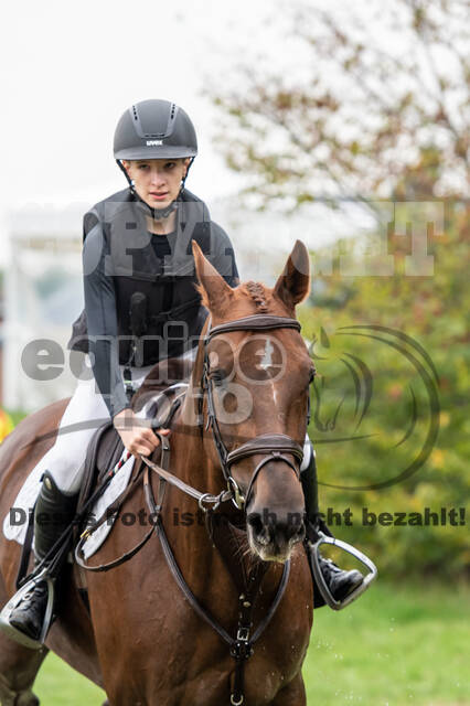 Goldene Schärpe 2020 - Pferde