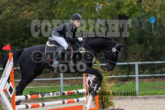 Goldene Schärpe 2020 - Pferde