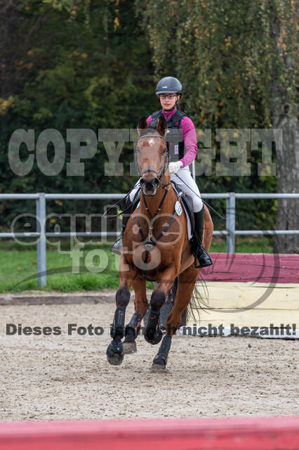 Goldene Schärpe 2020 - Pferde