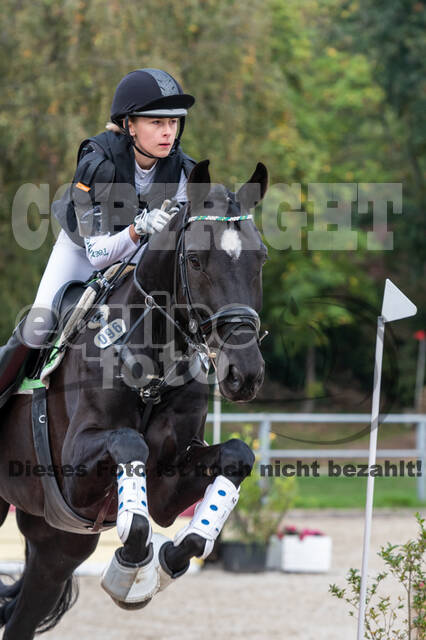 Goldene Schärpe 2020 - Pferde