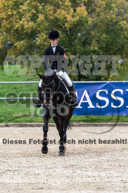 Goldene Schärpe 2020 - Pferde