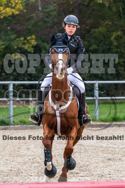 Goldene Schärpe 2020 - Pferde