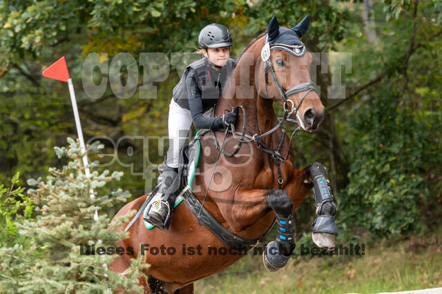 Goldene Schärpe 2020 - Pferde