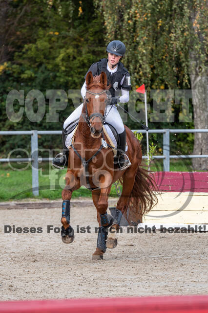 Goldene Schärpe 2020 - Pferde