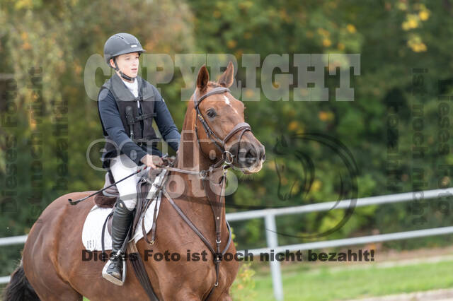 Goldene Schärpe 2020 - Pferde