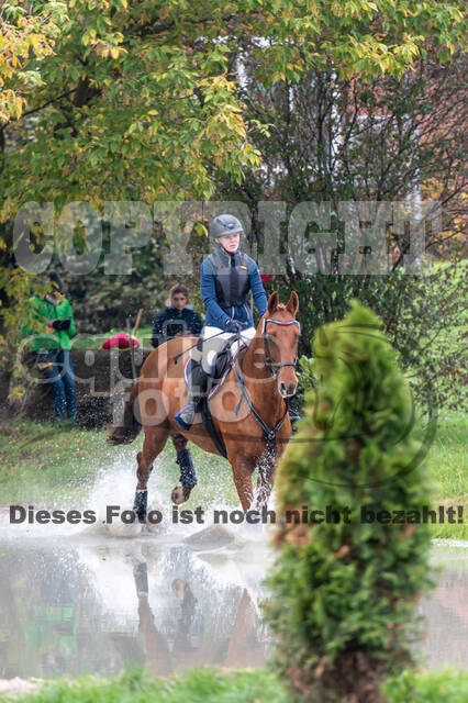 Goldene Schärpe 2020 - Pferde