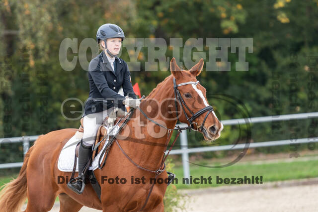 Goldene Schärpe 2020 - Pferde