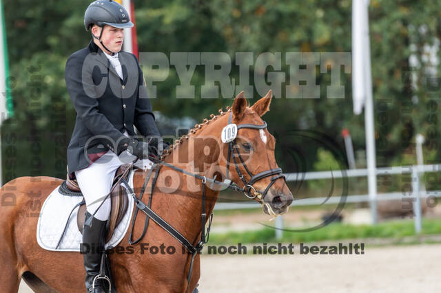 Goldene Schärpe 2020 - Pferde